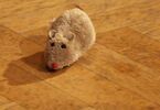 Pluszowa mysz na drewnianej podłodze