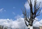Pomnik Drzewa Pawiackiego z tabliczkami ofiar