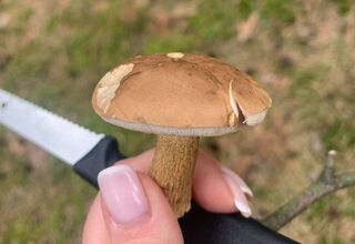 Zdjęcie ręki trzymającej grzybka Zdjęcie ręki trzymającej grzybka
