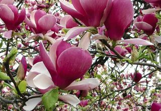 Kwitnące magnolie, foto: https://ladnydom.pl/Ogrody