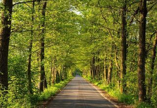 Zdjęcie drogi w puszczy, foto: https://slowroad.pl/inspiracje/puszcza-kampinoska/
