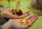 Mali Einsteini: Czy pszczoła ma swój pokój?