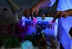 Prowadząca wykonuje doświadczenie z użyciem fioletowego światła i meduz