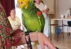 Zielona papuga siedząca na ręku kobiety