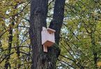 Karmik dla ptaków wykonany z drewna wiszący na drzewie