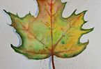 Jesienny wielokolorowy liść na białym tle