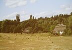 Zdjęcie pola, w oddali wiejskie chałupy kryte słomą