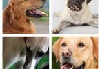 Fotografie przedstawiające psy z wytkniętymi językami