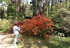 Kolorowe krzewy w ogrodzie botanicznym