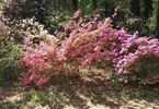 Kolorowe krzewy w ogrodzie botanicznym
