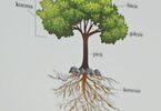 Zdjęcie z książki przedstawiające budowę drzewa