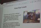 Zdjęcie z prezentacji :Kawa Kopi Luwak