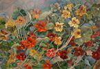 Obraz: kolorowe nasturcje, obraz autorstwa Krystyny Bachanek