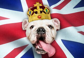 Grafika z psem w koronie i flagą Wielkiej Brytanii