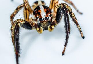 Zdjęcie: Pająk żółto-czarny na błękitnym tle