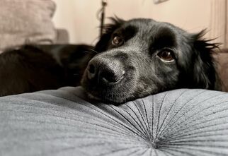 Zdjęcie: Czarny pies w pozycji leżącej, opierający się o poduszkę