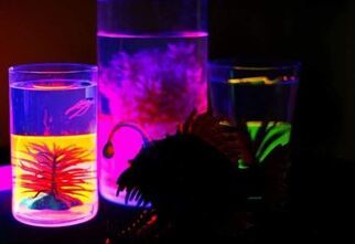 Zdjęcie: dwa naczynia z kolorową wodą i roślinami, w ciemnym świetle