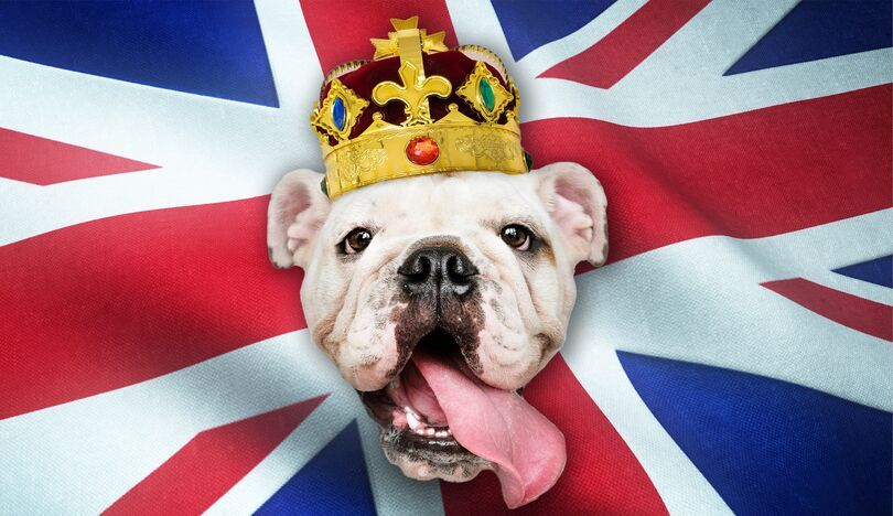 Grafika z psem w koronie i flagą Wielkiej Brytanii