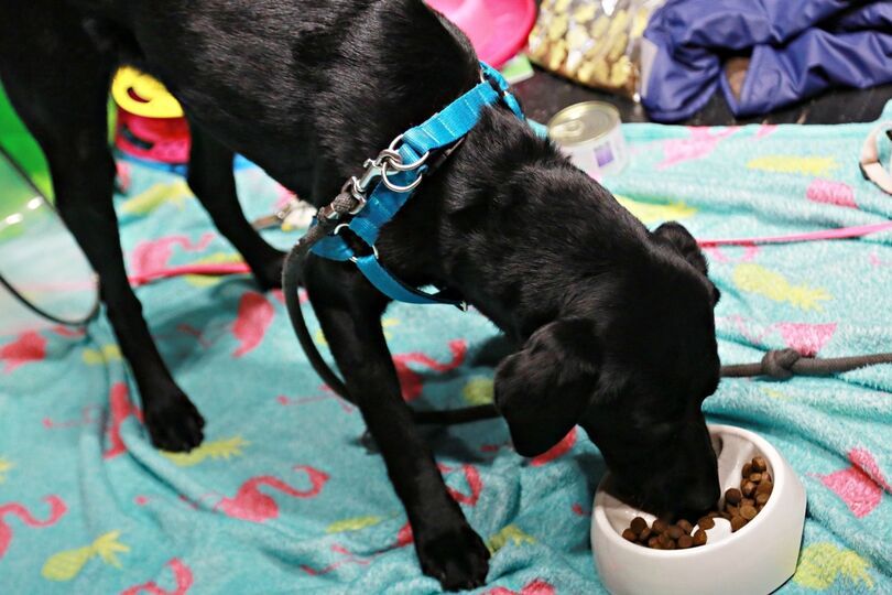 Czarny pies labrador zjada karmę z miski