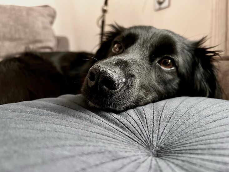 Zdjęcie: Czarny pies w pozycji leżącej, opierający się o poduszkę