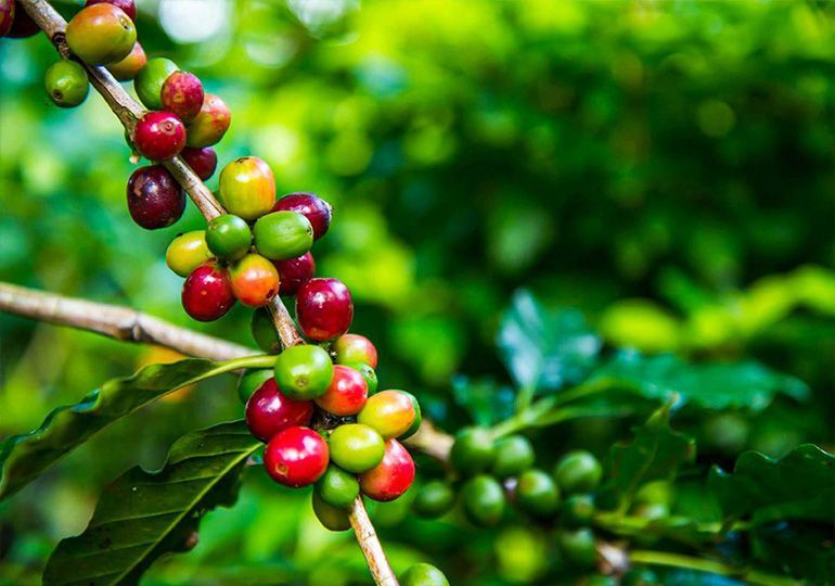 Zdjęcie rosnącej kawy, foto: https://www.przyjacielekawy.pl/blog/kawowiec-w-doniczce-czyli-prawdziwa-kawa-home-made/