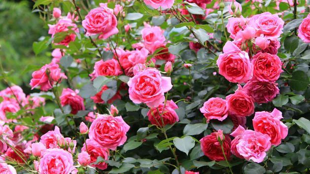 Zdjęcie: Różowe róże w ogrodzie