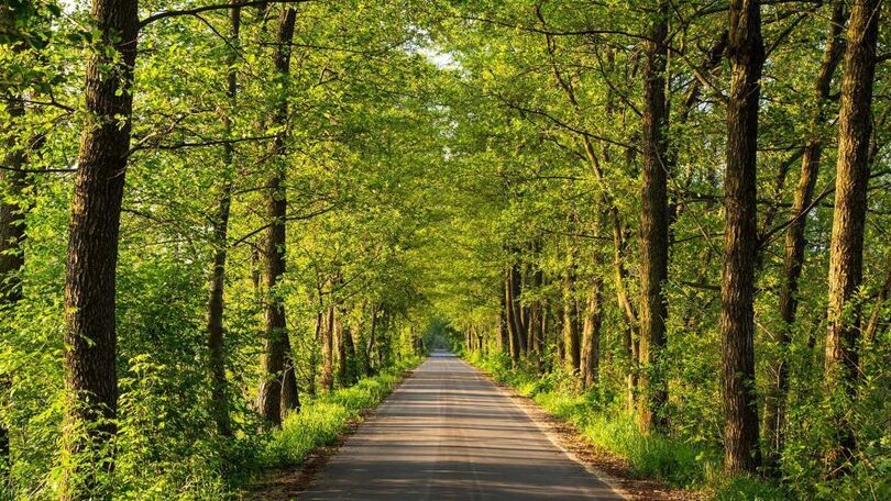 Zdjęcie drogi w puszczy, foto: https://slowroad.pl/inspiracje/puszcza-kampinoska/