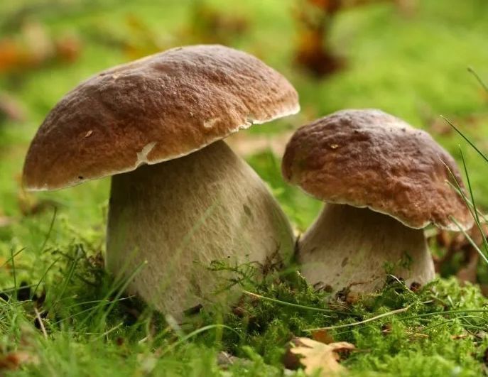 Zdjęcie dwóch grzybów prawdziwków rosnących w mchu, foto:https://nieruchomosci.infor.pl/ogrod/291563,Najpopularniejsze-grzyby-jadalne.html